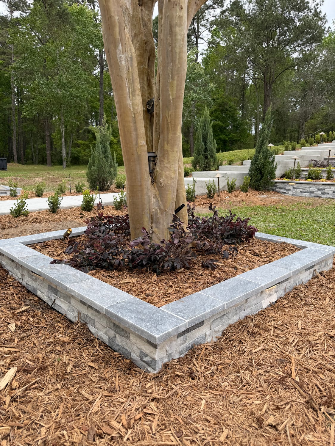 Travertine paver border around a specimen tree